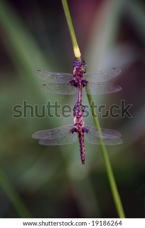 Two+dragonflies+mating