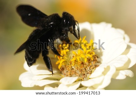 The violet carpenter bee, Indian Bhanvra (Xylocopa violacea) on a white zinnia flower\
with blur background