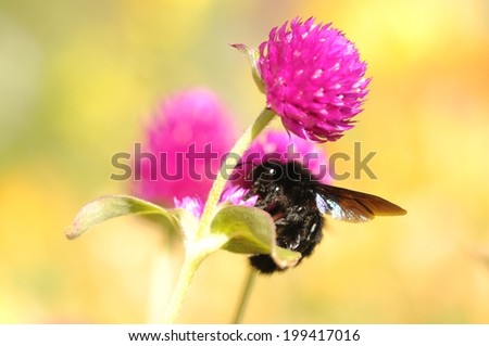 The violet carpenter bee, Indian Bhanvra (Xylocopa violacea)