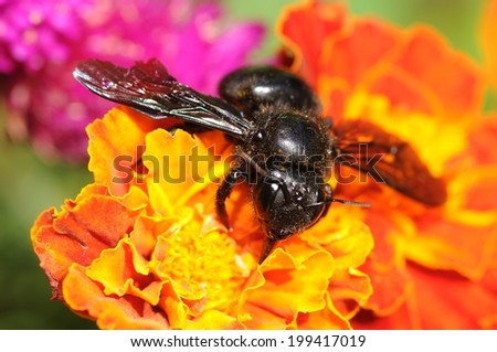 The violet carpenter bee, Indian Bhanvra (Xylocopa violacea) on an orange marigold flower