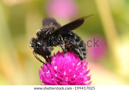 The violet carpenter bee, Indian Bhanvra (Xylocopa violacea) feeding on a lila flower\
on a vivid blurry background