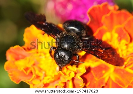 The violet carpenter bee, Indian Bhanvra (Xylocopa violacea) on an orange marigold flower