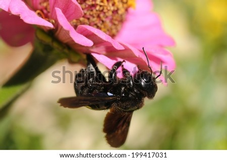 The violet carpenter bee, Indian Bhanvra (Xylocopa violacea) on a purple zinnia flower