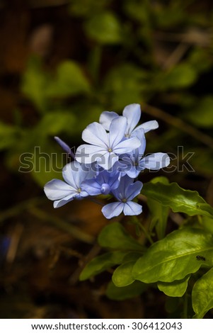 plumbago and leadwort are herbaceous plants and shrubs. The flowers are blue with a tubular corolla with five petal-like lobes.
