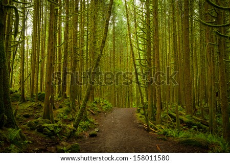 A pathway through the dense woodland forest at Golden Ears Provincial Park, British Columbia (BC), Canada
