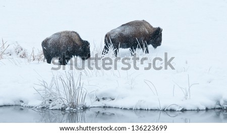 Two bison walking near a river in Yellowstone National Park in winter, in deep snow with snow falling.