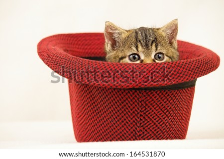 Cat in red hat