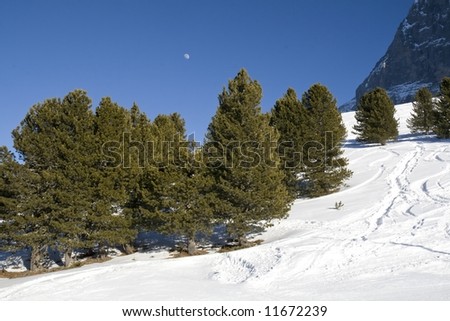 Contrast in nature: green fur forest, white snow, blue sky and full moon