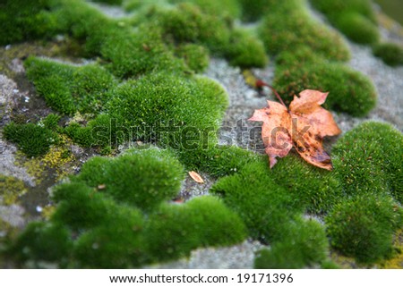 One brown leave on ground covered by moss