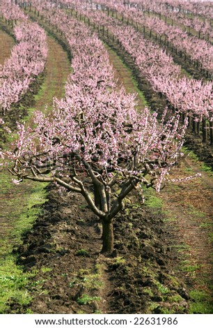 blooming peach trees