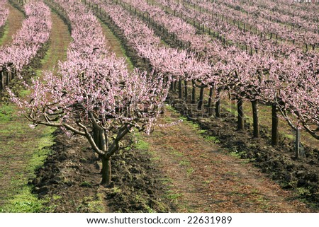 blooming peach trees