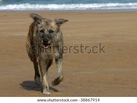 Dog on the beach on the north coast in Spain