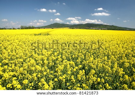 A field with flowering yellow oilseed rapeseed