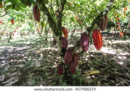 A view of a cacao plantation in Huayhuantillo village near Tingo Maria in Peru, 2011