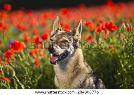 beautiful Czechoslovakian wolfdog dog in poppy seed flower