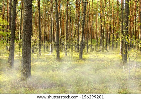 photo of forest and fog