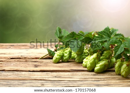 green hop leaves