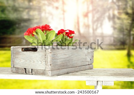 red flowers in box