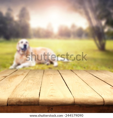 landscape of park and dog with table of  free space for your dog food