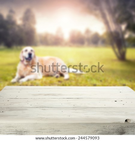 landscape of park and dog with white table top of  free space for your dog food