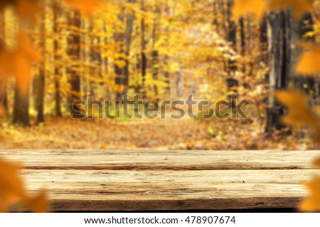 autumn background in golden forest