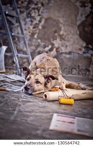 Dog in the garage. repairing