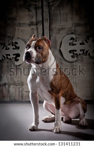 pit bull dog
