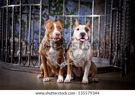 pit bull, cute, cell chain