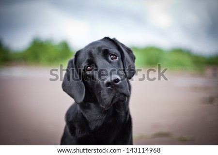 Dog Labrador Nature Of Water