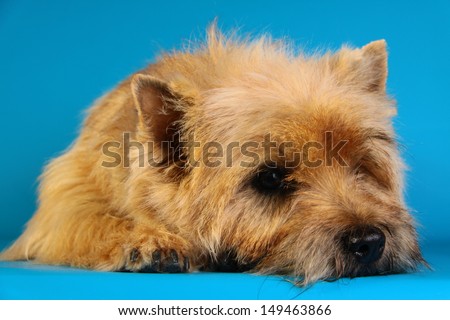 Cairn Terrier, veterinarian, dog
