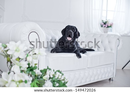 Labrador Retriever In The Interior