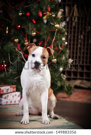 American staffordshire terrier, Dog vintage, Christmas and New Year