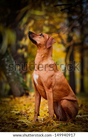 Autumn Dog Rhodesian Ridgeback