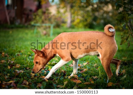 basenji dog fall, tail, ears