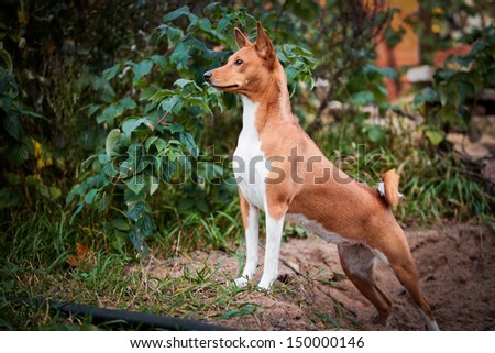 basenji dog fall, tail, ears