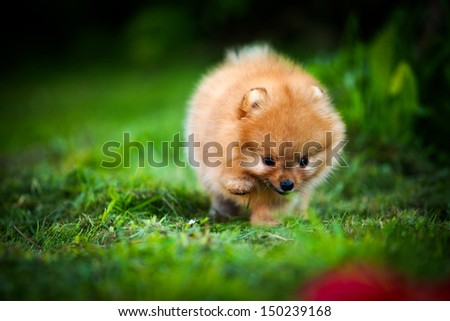 red Pomeranian puppy dog on nature