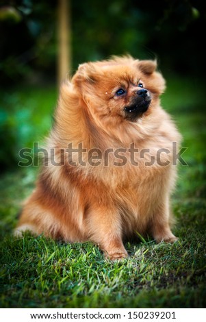 red Pomeranian puppy dog on nature