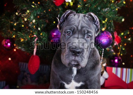 animal, dog breed, pet, Christmas and New Year