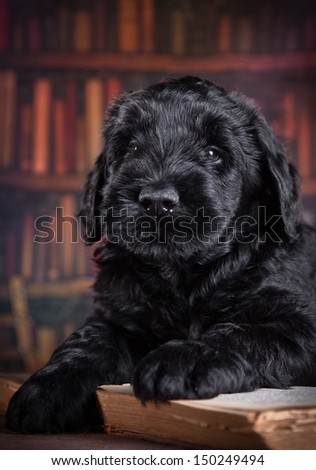 animal, dog breed, pet, puppy big black terrier