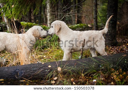 Golden Retriever In The Woods, The Lake, The Dog On The Nature