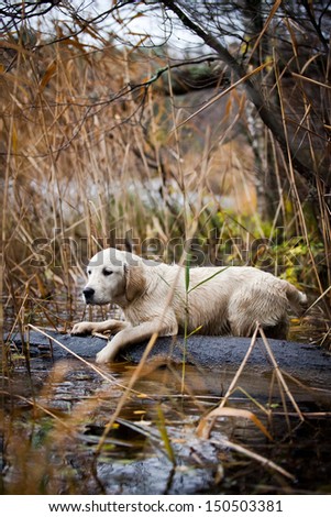 Golden Retriever in the woods, the lake, the dog on the nature