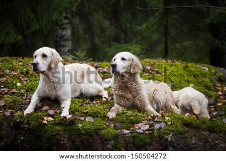 Golden Retriever in the woods, the lake, the dog on the nature