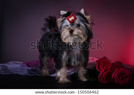 Yorkshire terrier dog on a dark background