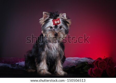 Yorkshire terrier dog on a dark background