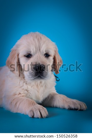 cute golden retriever puppy on a colored background