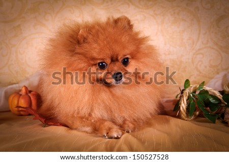 Spitz dog, puppy, cute, sweet, fluffy, round, kind, gentle