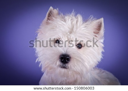 White terrier dog, Fluffy, trimming, grooming, West Highland