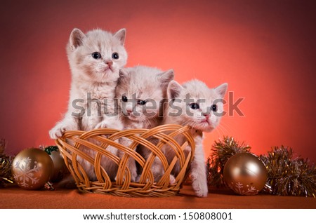 cute fluffy kitten, striped, thick, beautiful, British cat, a Scottish cat