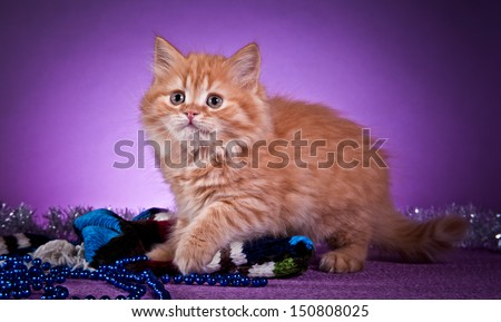cute fluffy kitten, striped, thick, beautiful, British cat, a Scottish cat