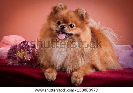 dog breeds, cute, small, hand-held, puppy